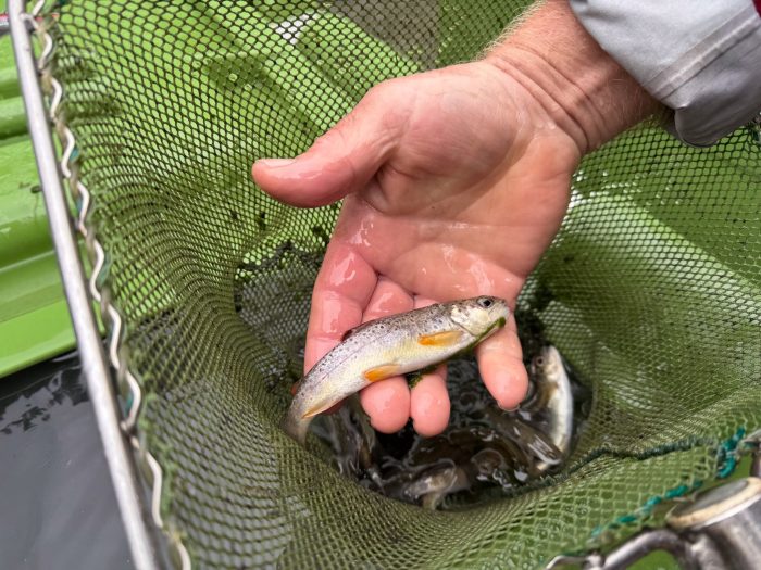 Die Bachforellen setzen ihr Leben ein paar Kilometer flussabwärts fort.