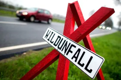 Versicherer: Über 1 Milliarde Euro an Schäden durch Wildunfälle