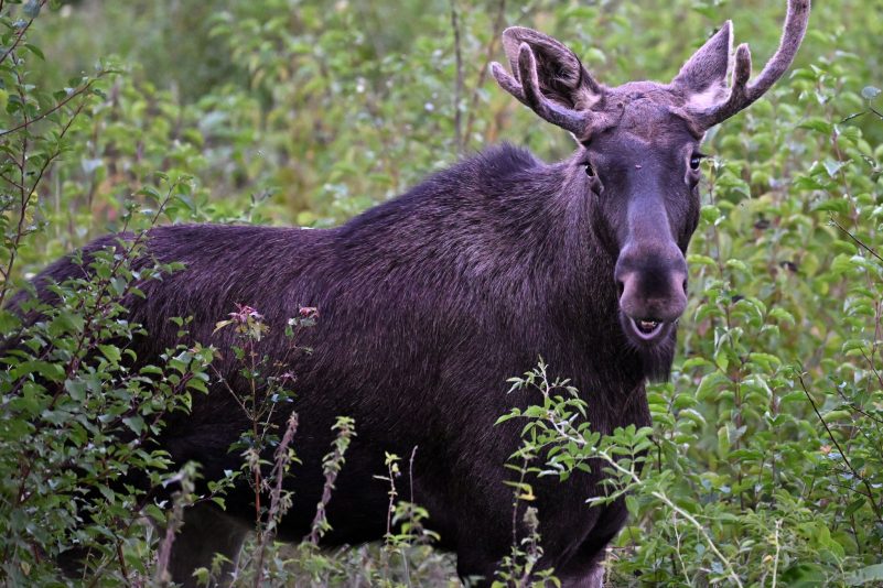 Das Tier ist seit einigen Wochen in Österreich unterwegs.
