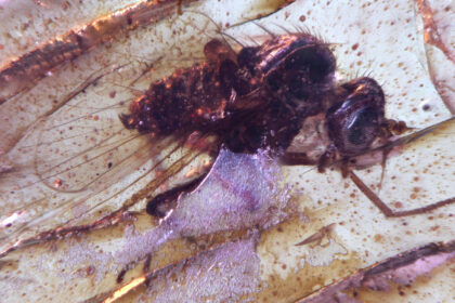 Tor zur Urzeit: Erster Bernstein mit Insekten aus Südamerika entdeckt