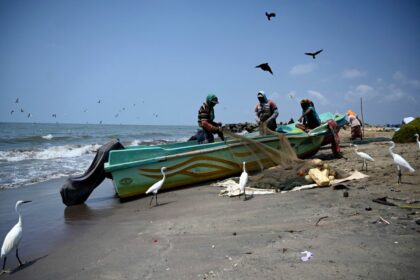 Invasive Arten: Sri Lanka verbietet Haltung von Piranhas und anderen Raubfischen