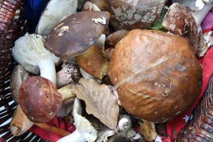 Radioaktivität: Verzehr von Wildpilzen ist unbedenklich