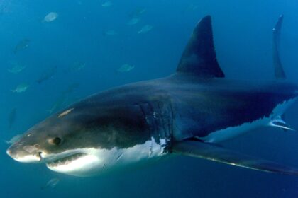 Costa Rica: Forscher überlebt Hai-Attacke in 40 Meter Tiefe