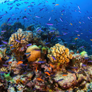 Symbol des Klimawandels: Fachmann sieht Great Barrier Reef in „hervorragendem Zustand“