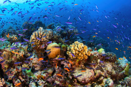 Symbol des Klimawandels: Fachmann sieht Great Barrier Reef in „hervorragendem Zustand“