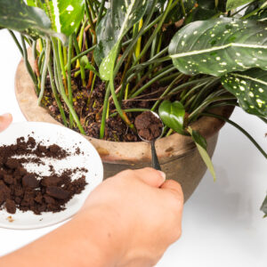 Kaffeesatz: Ein unterschätztes Multitalent für Haushalt, Garten und Hautpflege
