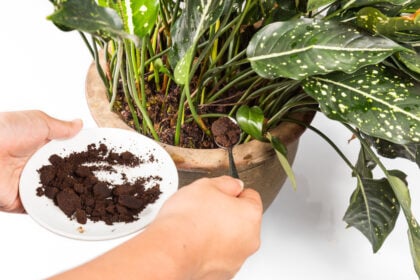 Kaffeesatz: Ein unterschätztes Multitalent für Haushalt, Garten und Hautpflege