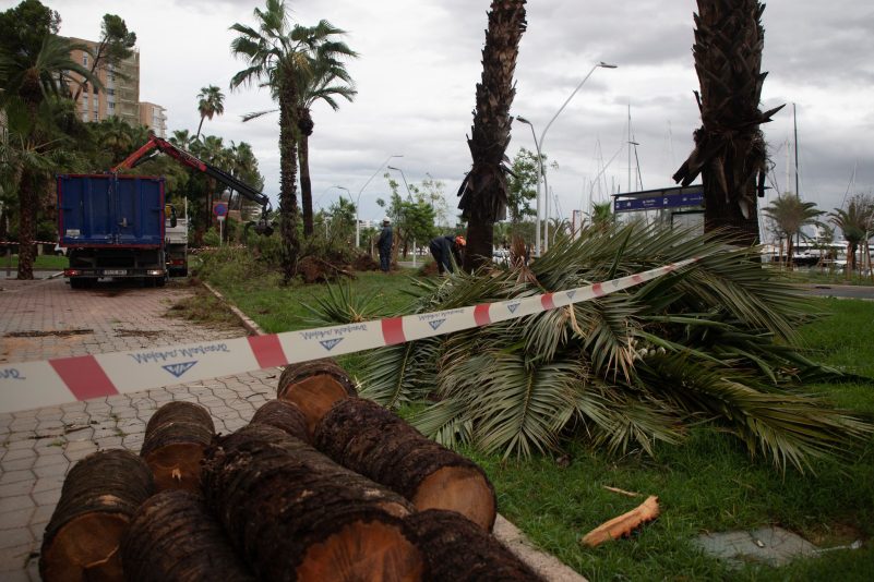 Umgestürzte Bäume liegen an der Strandpromenade von Palma.