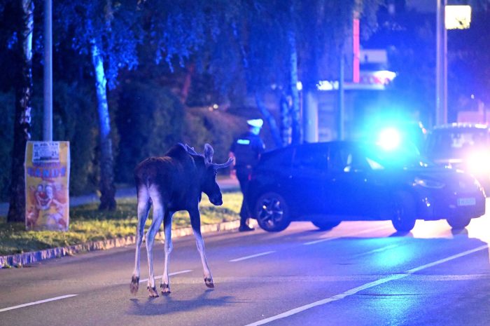 Der Elch hält Polizei und Medien auf Trab.