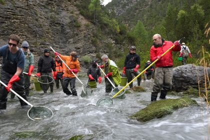 Gift im Spöl – 12.000 Forellen per Helikopter umgesiedelt