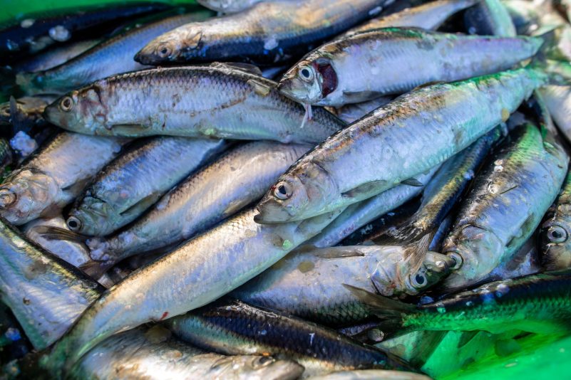 Globales Verbot der schädlichsten Fischereisubventionen