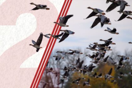 24. Oktober: „Stadtbild“ mit Mehrheit | Spende gegen Shutdown | Vogelgrippe in Deutschland