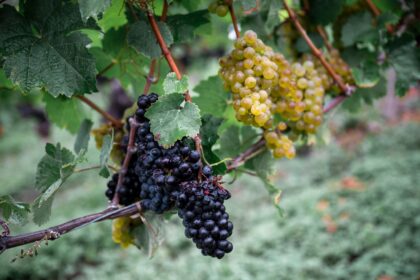 Weinernte fällt geringer aus – weniger als 8 Millionen Hektoliter