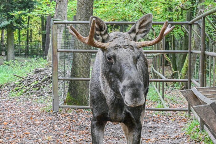 Elch Erwin steht nach seinem tagelangen Ausflug in den Schwarzwald im Wildpark Pforzheim