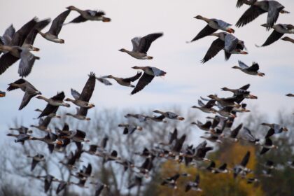Vogelgrippe breitet sich aus – FLI: Für die Bevölkerung derzeit kein besonderes Risiko
