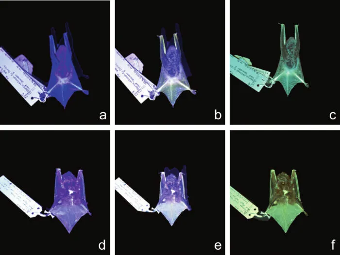 Fledermäuse leuchten grün
