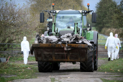 Vogelgrippe bei Kranichen – rund 400.000 Hühner, Enten, Gänse und Puten getötet