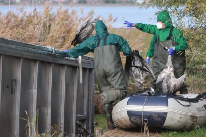 Vogelgrippe bei Kranichen nachgewiesen – Risiko hochgesetzt