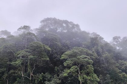 Brasilien: Ihr zahlt, wir lassen den Regenwald stehen