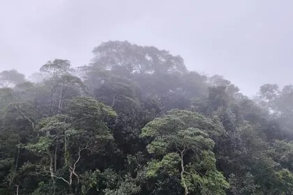 Brasilien: Ihr zahlt, wir lassen den Regenwald stehen