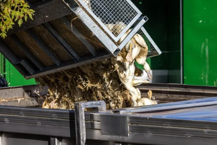 Wegen der Geflügelpest müssen in Deutschland derzeit viele Tausend Hühner, Gänse, Enten und Puten gekeult werden.