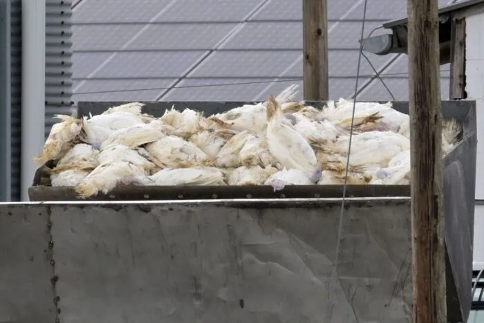 Wenn in einem Geflügelbetrieb die Vogelgrippe nachgewiesen wurde, müssen alle Tiere vorsorglich getötet und vernichtet werden. Die Tierseuchenkasse leistet Entschädigungszahlungen. (Illustration)