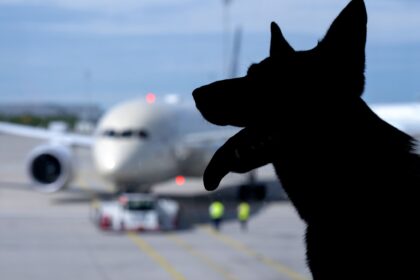 Hund bei Flugreise verloren – Entschädigung wie bei Gepäck