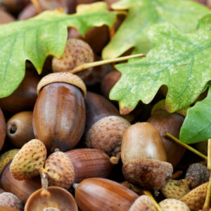 Eicheln: Alte Waldfrüchte als gesunde Lebensmittel