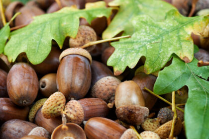 Eicheln: Alte Waldfrüchte als gesunde Lebensmittel