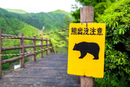 Neue Bärenattacken in Japan: Ein Toter und vier Verletzte