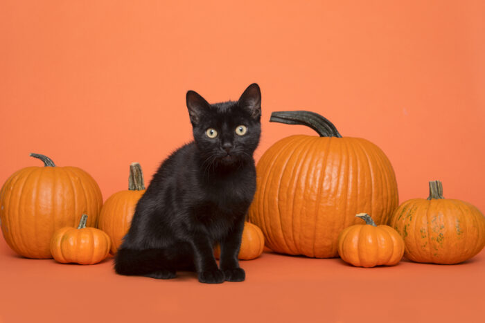 Schwarze Katzen sind häufige Begleiter von Hexen