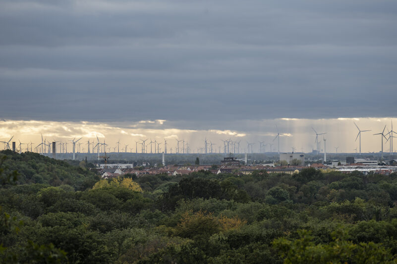 Dübener Heide