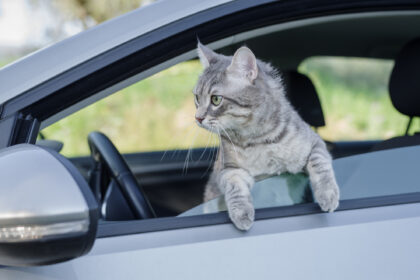 Kleines Kätzchen fährt als blinder Passagier von Hannover nach Bochum