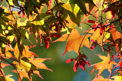 Der Herbst – von Friedrich Hölderlin