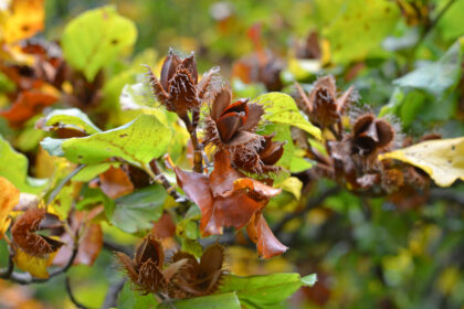 Bucheckern: Kleine Kraftpakete aus dem Wald