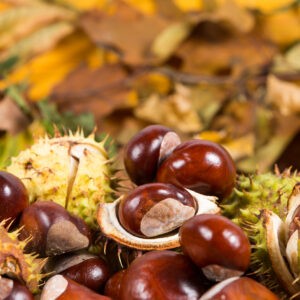 Mehr als Deko: Nicht essbare Herbstfrüchte mit überraschender Wirkung