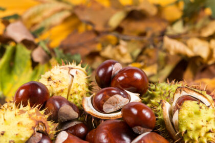 Mehr als Deko: Nicht essbare Herbstfrüchte mit überraschender Wirkung