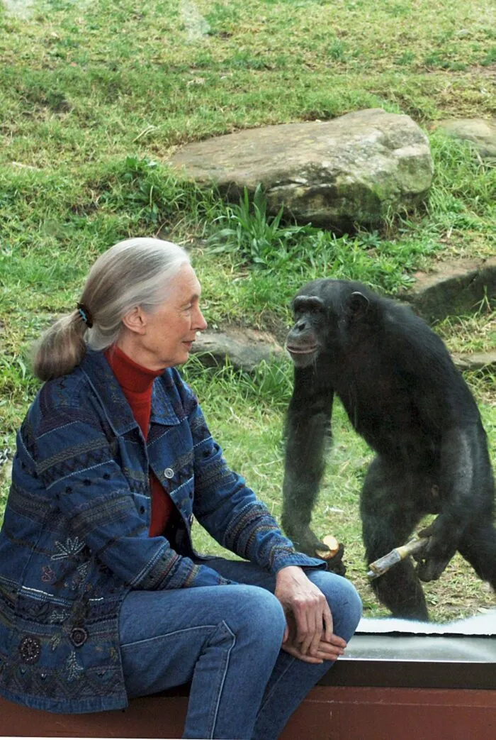 Die britische Ethnologin Jane Goodall traf sich mit Schimpansen im Taronga Zoo. (Archivbild)