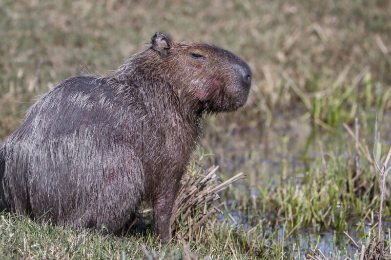 Capybara und andere Wildtiere wurden bei der Operation beschlagnahmt. (Archivbild)