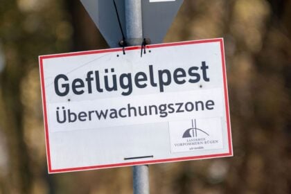 Vogelgrippe in Betrieb im Alb-Donau-Kreis: 15.000 Tiere werden geschlachtet