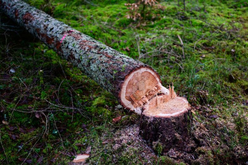 Manche würden die EU-Entwaldungsverordnung gerne zum Fallen bringen. (Symbolbild)