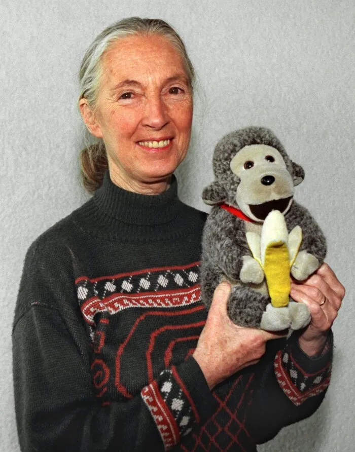 Jane Goodall brachte oft einen Affen mit. (Archivbild)