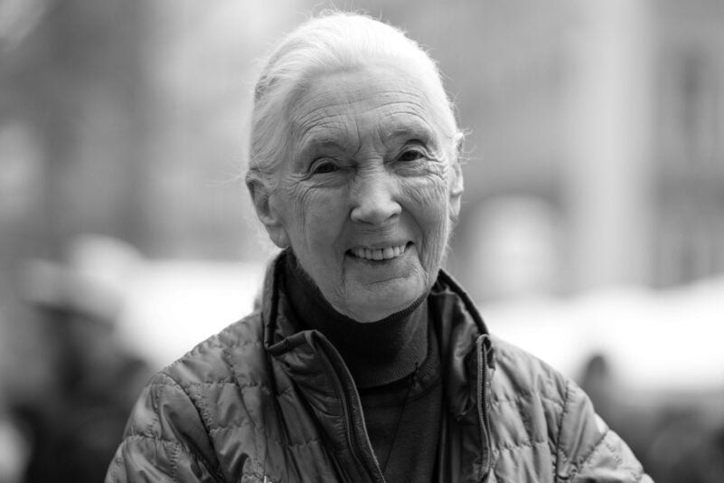 Schimpansen-Forscherin Jane Goodall im Alter von 91 Jahren gestorben