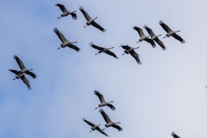 Mehr als 100.000 Kraniche sind gerade in Deutschland