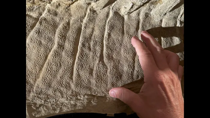 Blick auf die schuppige Haut des Dinosauriers