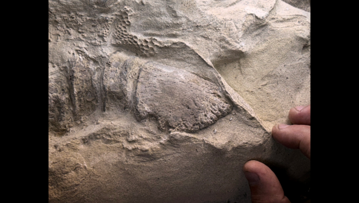 Der gut erhaltene Abdruck vom Huf des Dinosauriers