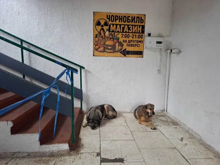 Bis heute gibt es in Tschernobyl eine Population von Straßenhunden.