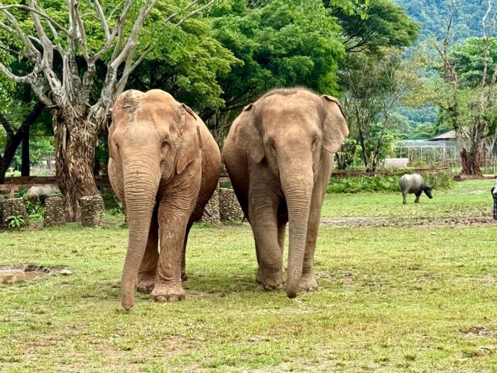 Im Elephant Nature Park können Elefanten nach Jahren der Ausbeutung neue Freundschaften schließen.