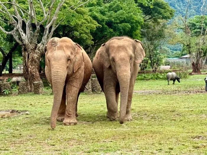 Im Elephant Nature Park können Elefanten nach Jahren der Ausbeutung neue Freundschaften schließen.