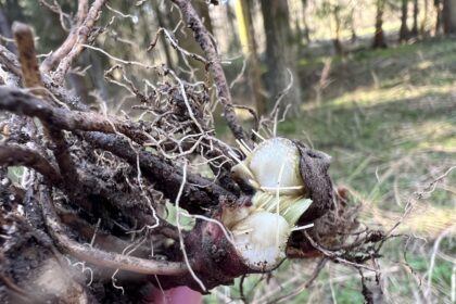Die spannende Welt der Wurzelklauber